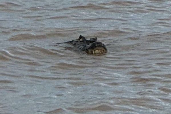 Un yacaré de dos metros generó pánico en una playa de Rosario cuando apareció cerca de la costa