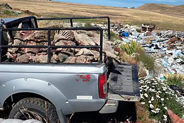 Una jauría de perros mató a más de 100 corderos de una escuela rural de Tierra del Fuego: “El trabajo de todo el año se tiró a la basura”