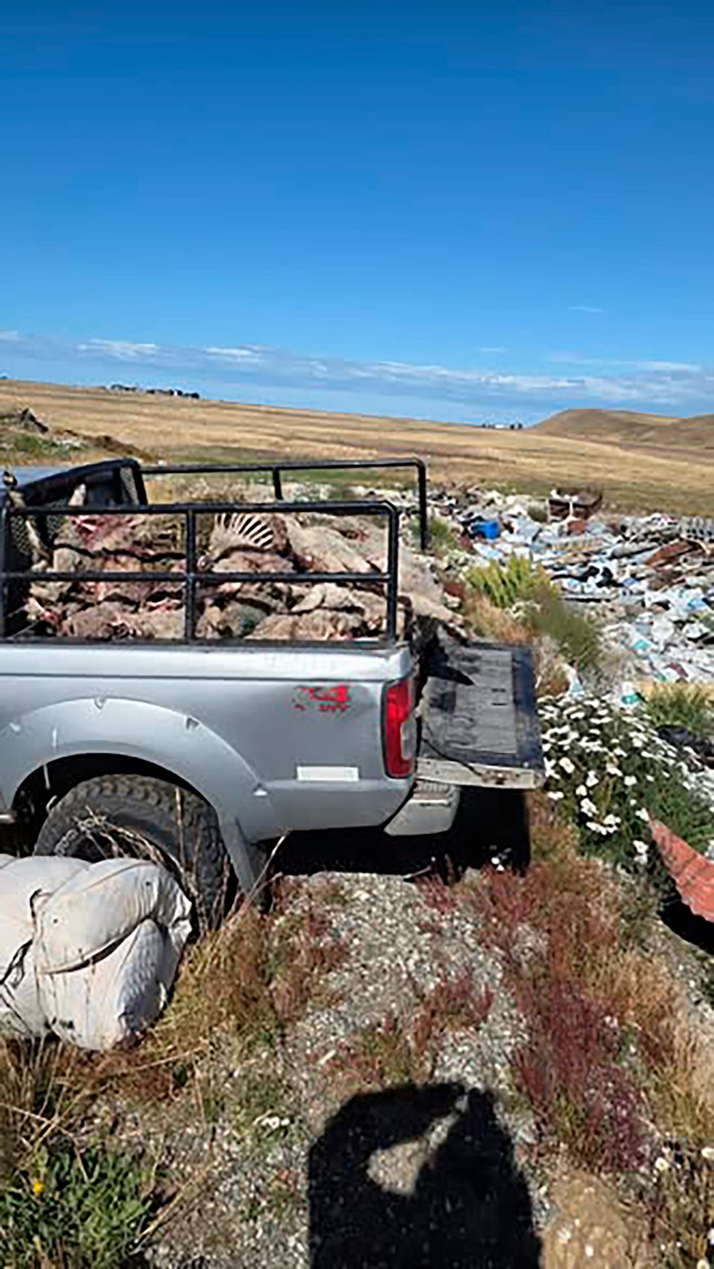 Una jauría de perros mató a más de 100 corderos de una escuela rural de Tierra del Fuego: “El trabajo de todo el año se tiró a la basura”