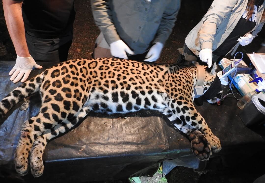 La noche del 17 de junio de 2025 capturaron a Pará y le colocaron un collar satelital para monitorear sus desplazamientos (Foto/@parque.nacional.iguazu)