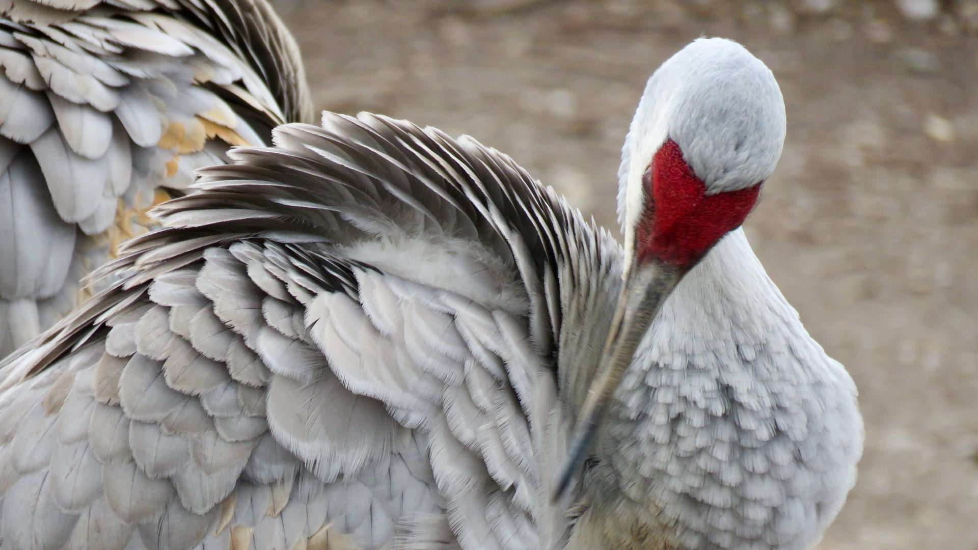 Uruguay decretó la emergencia sanitaria por gripe aviar tras detectar el virus H5 en la fauna silvestre
