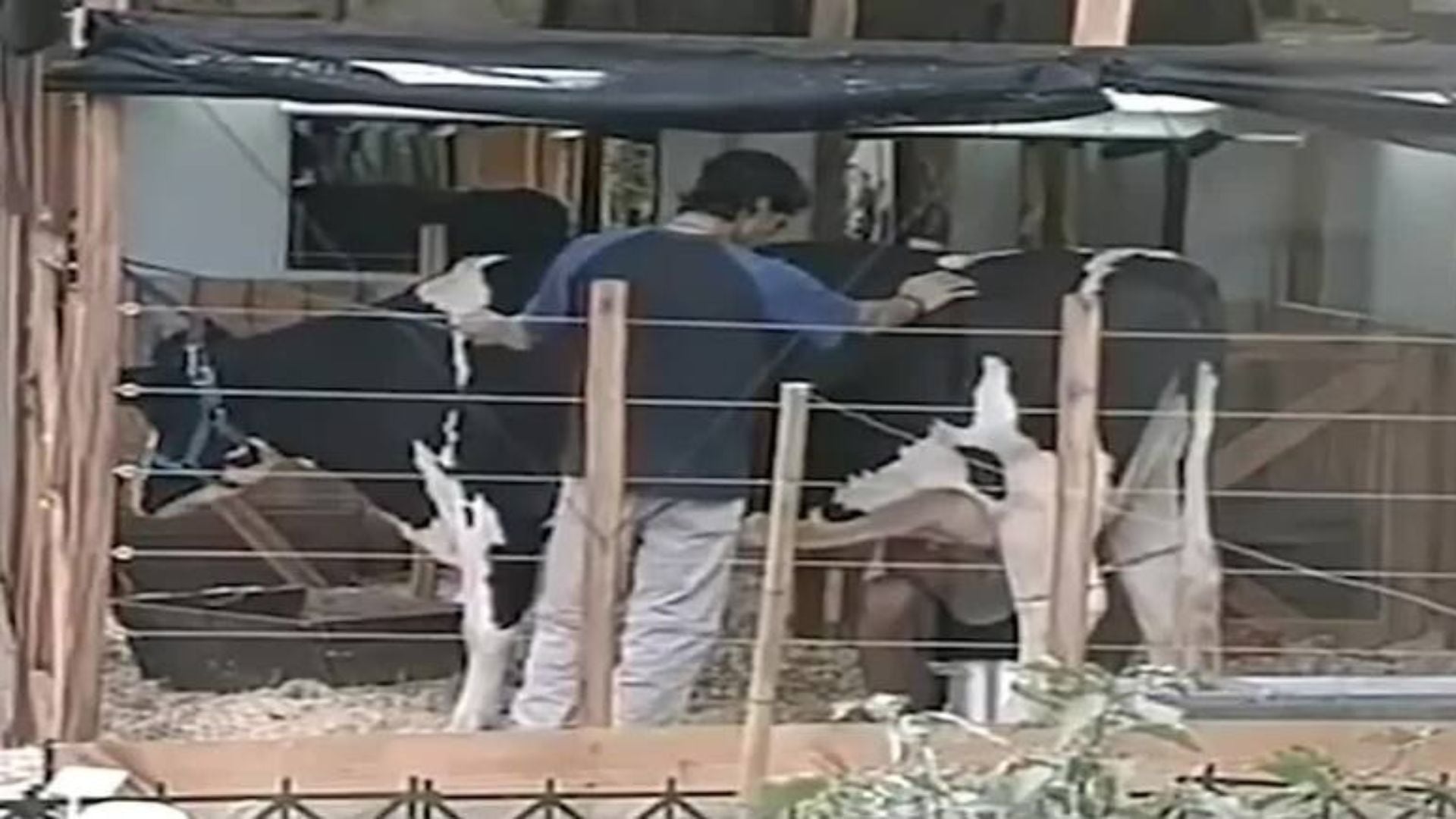 La vaca Margarita, la simpática integrante de la casa en la primera edición (Captura de video)