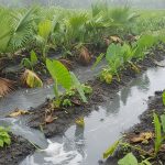 Aguas residuales en la agricultura: cómo impacta el riego en la seguridad de los alimentos