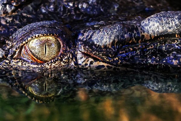 Alerta en Australia: las autoridades del Territorio del Norte advirtió que hay “cocodrilos por todas partes”
