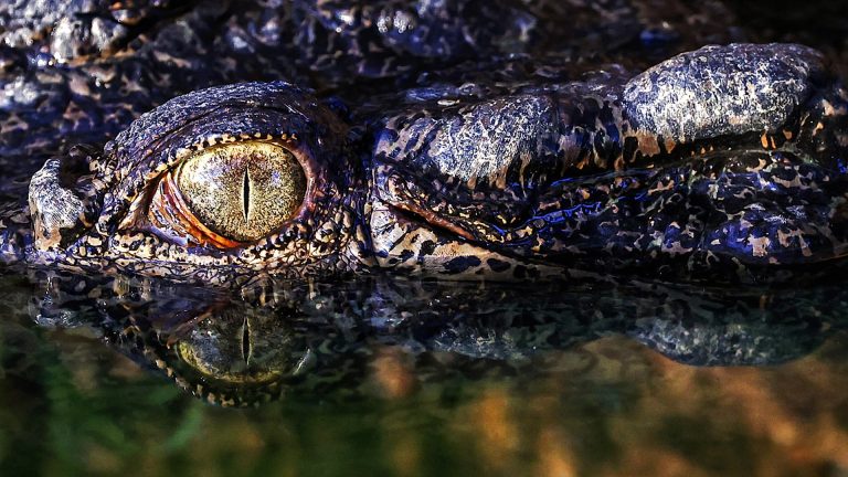 Alerta en Australia: las autoridades del Territorio del Norte advirtió que hay “cocodrilos por todas partes”