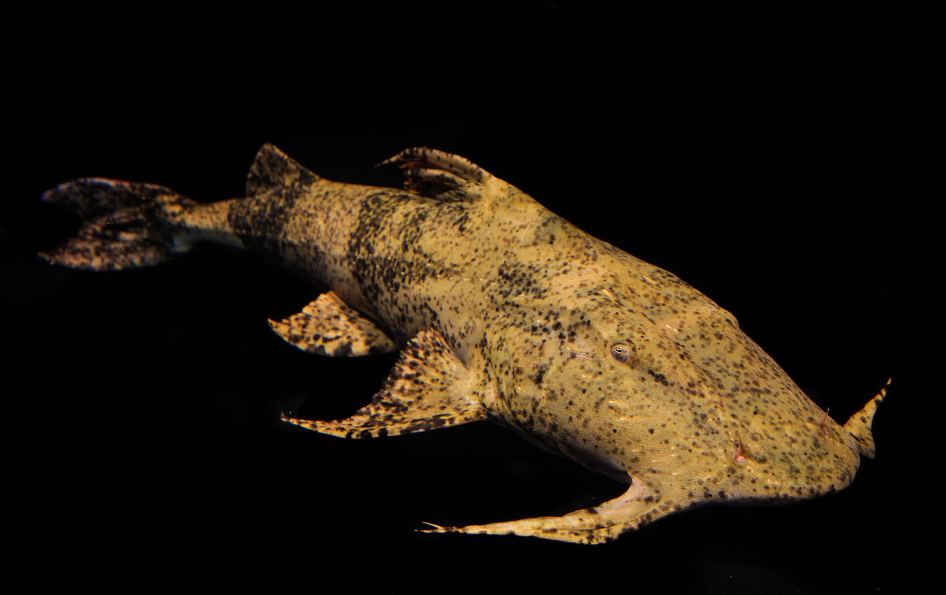 La pérdida de conectividad en los ríos debido a represas y otras infraestructuras es la principal causa del declive de los peces migratorios de agua dulce./Zeb Hogan