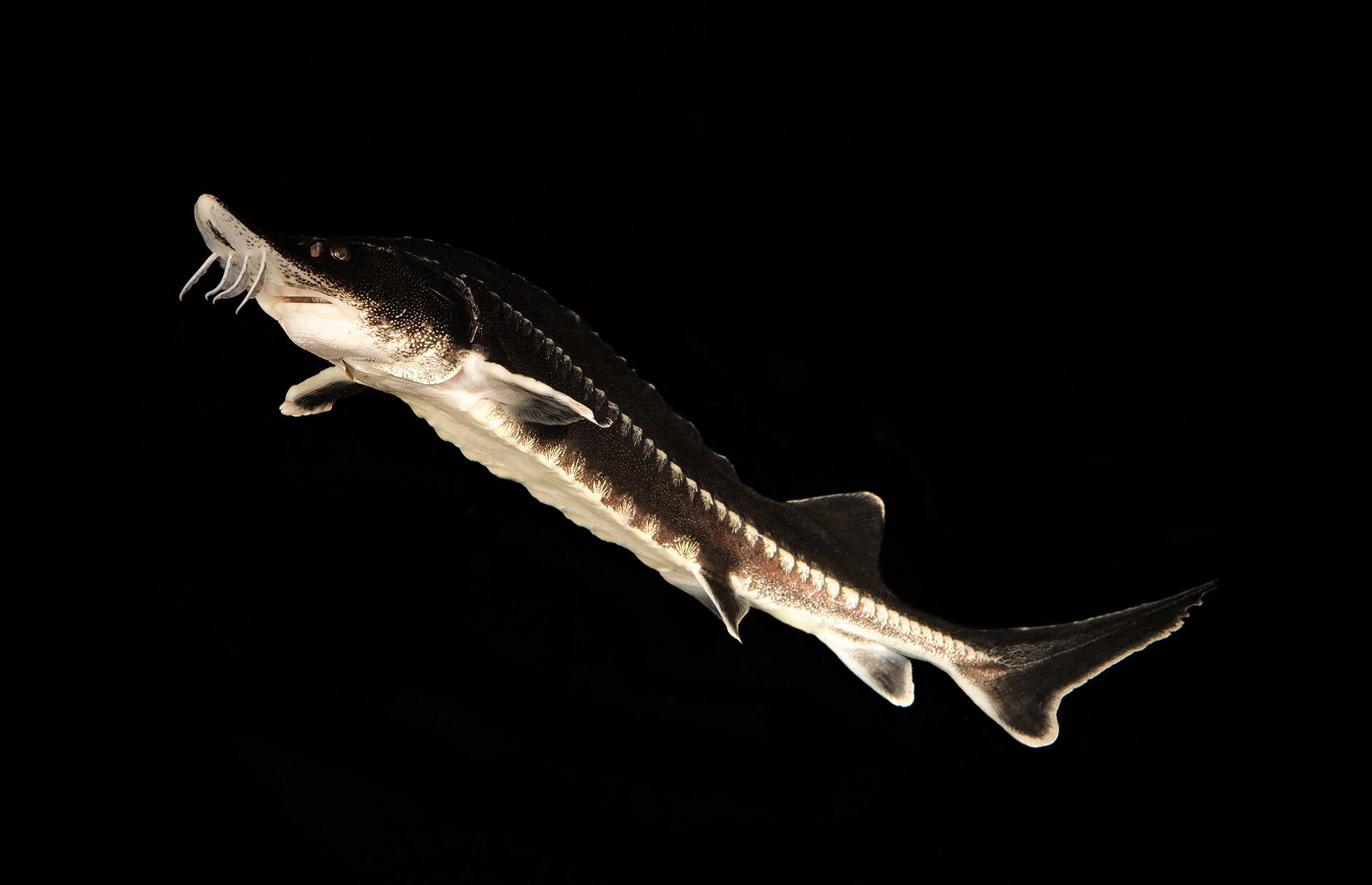 El esturión beluga es un pez migratorio de gran tamaño. Habita en Europa y Asia. Está amenazado por la sobrepesca y la fragmentación de los ríos/Zeb Hogan