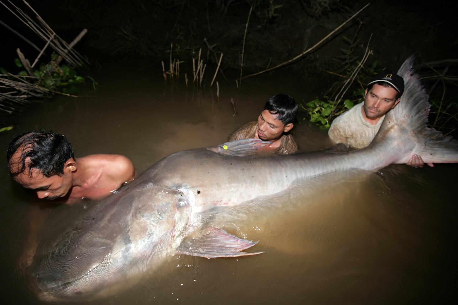 En el río Tonle Sap de Camboya, hay programas de liberación y leyes de protección buscan salvar al pez gato gigante del Mekong de la extinción/Zeb Hogan