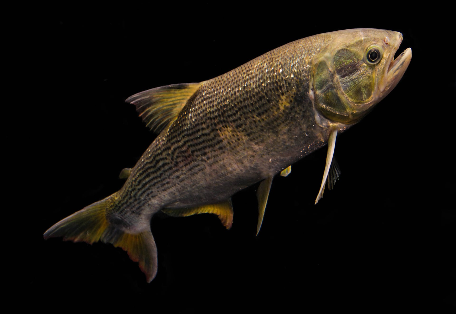 Un informe global advierte que el pez dorado de América del Sur depende de ríos conectados para sobrevivir y enfrenta riesgos crecientes por la fragmentación fluvial/Zeb Hogan