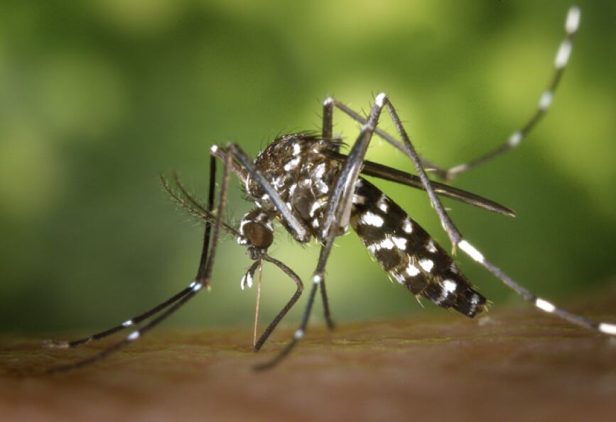 El virus chikungunya es una infección vírica transmitida por los mosquitos Aedes aegypti y Aedes albopictus (Fuente: World Mosquito Program)