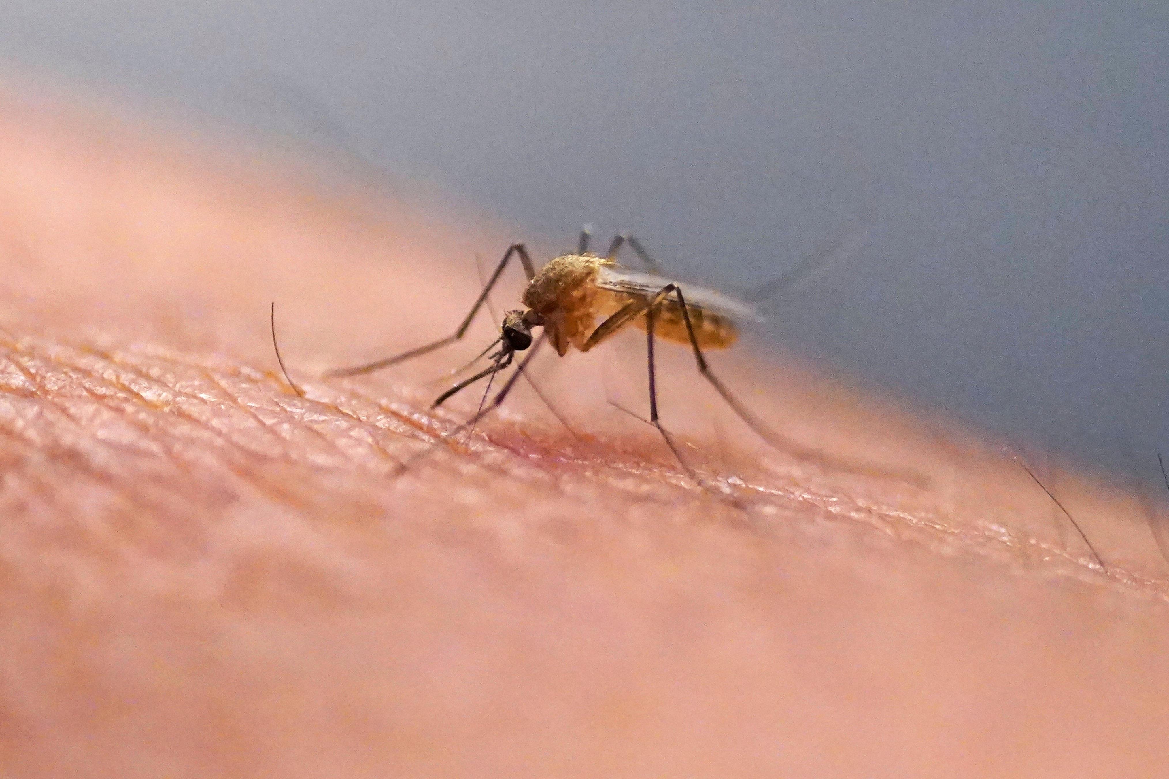 La acción binacional comenzó al identificarse casos y criaderos de mosquitos transmisores, especialmente en zonas comerciales y lugares con acumulación de residuos (AP Foto/Rick Bowmer, Archivo)