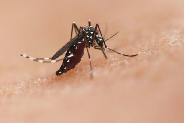 Brote de chikungunya en Salta: cuáles son los síntomas y cómo prevenir la transmisión