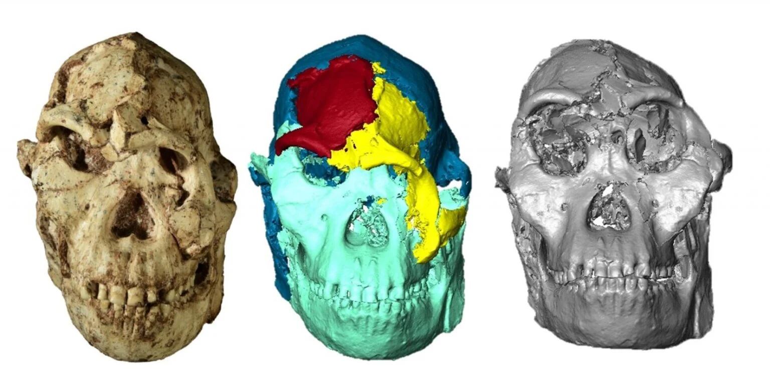 Una reconstrucción fósil de un cráneo de Australopithecus se muestra junto a dos modelos digitales en 3D, uno coloreado y otro en escala de grises, que ilustran la investigación sobre el Hominini. (Foto: © Amélie Beaudet)