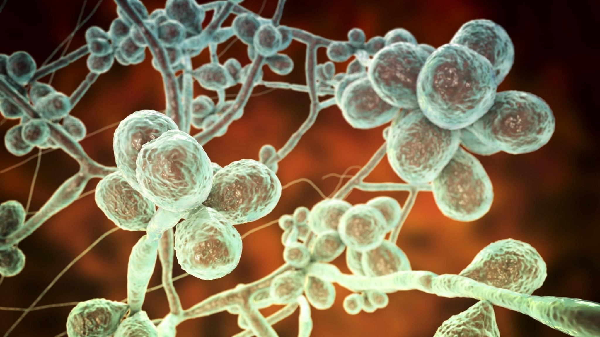 El diagnóstico de la esporotricosis requiere analizar muestras cutáneas bajo el microscopio o realizar cultivos en laboratorio