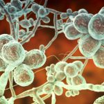 Cómo es el hongo que se transmite de gatos a humanos y llegó a Sudamérica