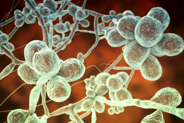 Cómo es el hongo que se transmite de gatos a humanos y llegó a Sudamérica