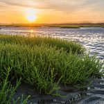 Cómo funcionan los humedales flotantes que ya muestran resultados prometedores en la lucha contra la polución