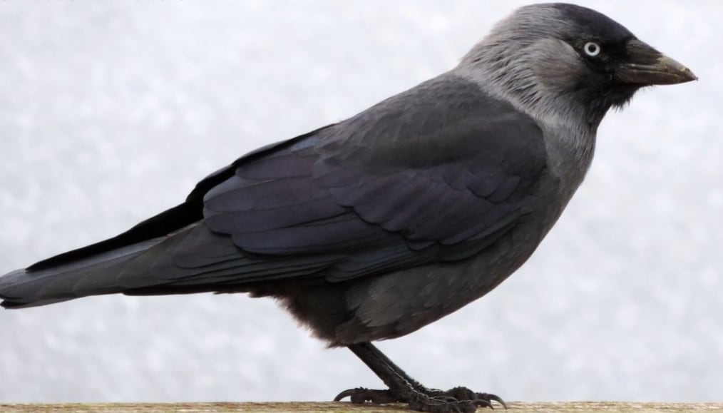 Un experimento científico probó que los polluelos necesitan la guía de adultos para identificar sonidos de alarma y reaccionar ante depredadores (YouTube: Daniel Alon.Videos educativos y entretenidos)