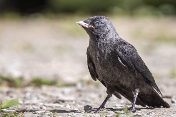 Cómo los polluelos aprenden a identificar peligros: el sorprendente mecanismo social detrás de su supervivencia