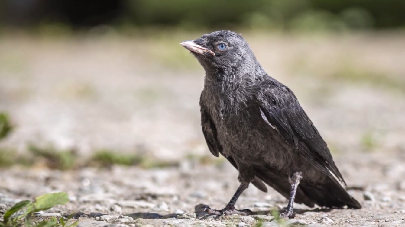 Cómo los polluelos aprenden a identificar peligros: el sorprendente mecanismo social detrás de su supervivencia
