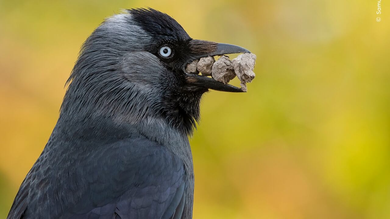 El aprendizaje social permite que los polluelos de graja reconozcan amenazas en su entorno gracias a señales emitidas por sus padres (© Samual Stone/ Wildlife Photographer of The Year)