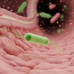 Conexión intestino-cerebro: un estudio reveló cómo el microbioma está asociado al deterioro de la memoria