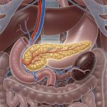 Consejos prácticos para elegir comidas suaves y ligeras durante periodos de náuseas, diarrea o convalecencia posquirúrgica