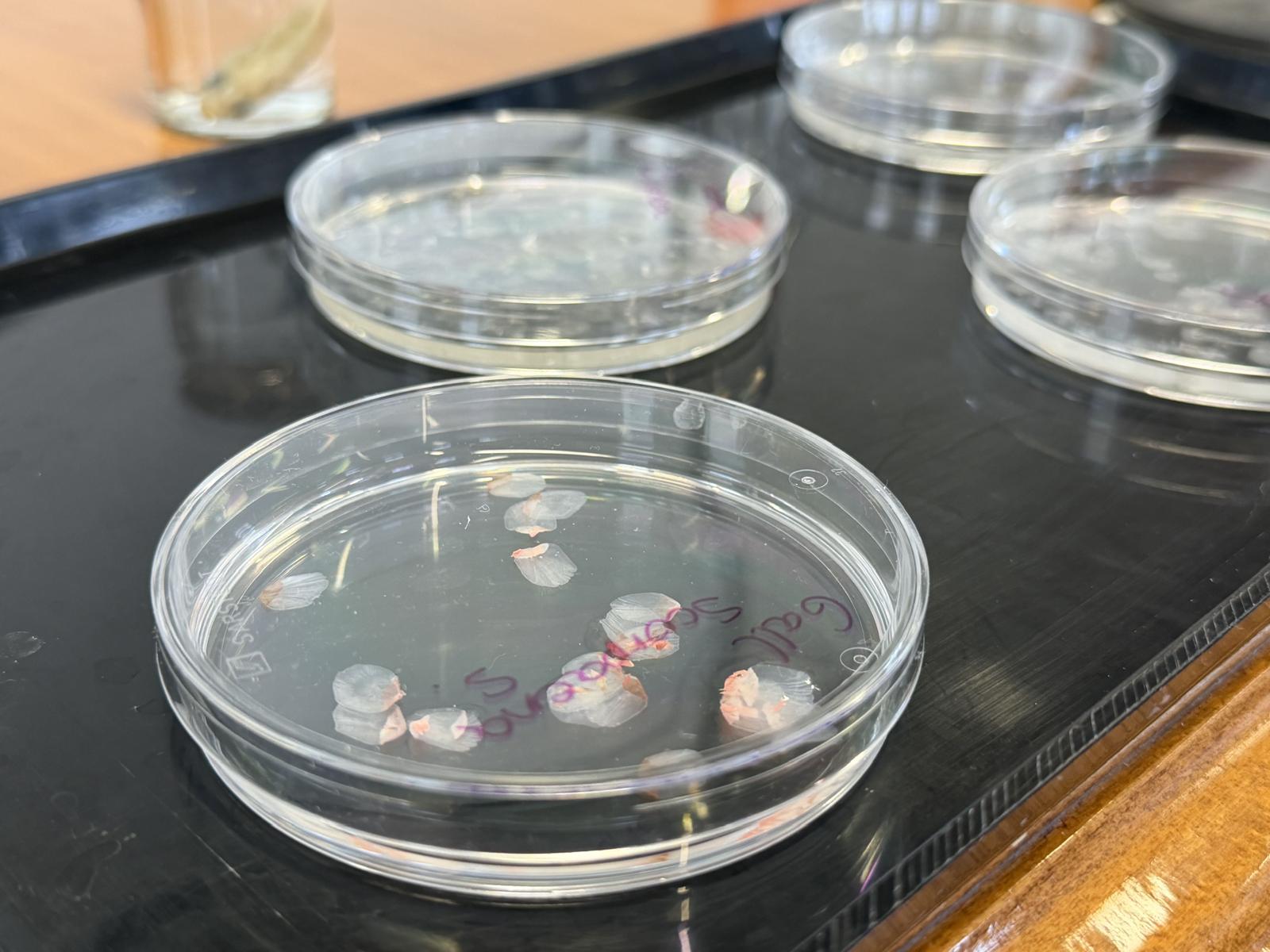 Un equipo científico en Granada fabricó implantes oculares usando escamas de carpa, obteniendo resultados positivos en pruebas de laboratorio y animales; serán necesarias futuras validaciones clínicas antes de su aplicación en seres humanos. (UGR)