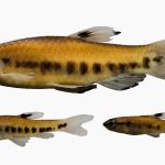 Córneas artificiales hechas de escamas de pescado: cómo este desarrollo podría transformar los trasplantes oculares