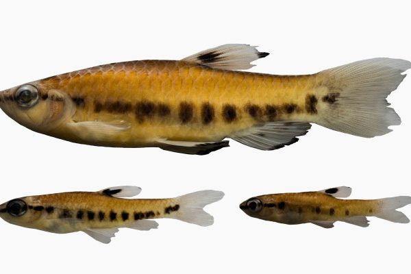 Córneas artificiales hechas de escamas de pescado: cómo este desarrollo podría transformar los trasplantes oculares