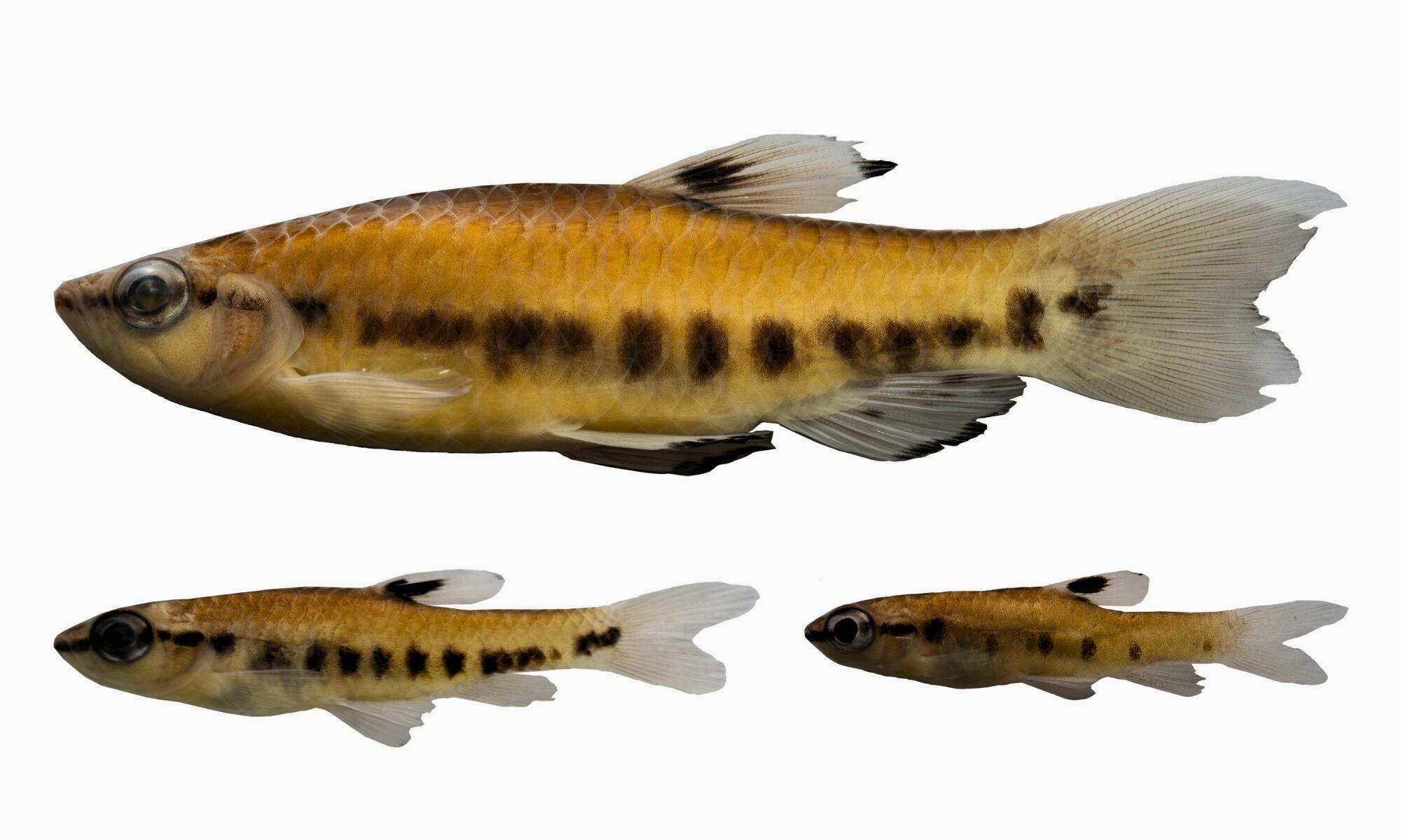 Córneas artificiales hechas de escamas de pescado: cómo este desarrollo podría transformar los trasplantes oculares