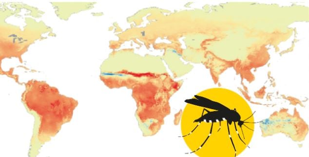 El mosquito Aedes aegypti transmite el virus chikungunya y el dengue, por lo que eliminar recipientes con agua es clave para la prevención (OMS)
