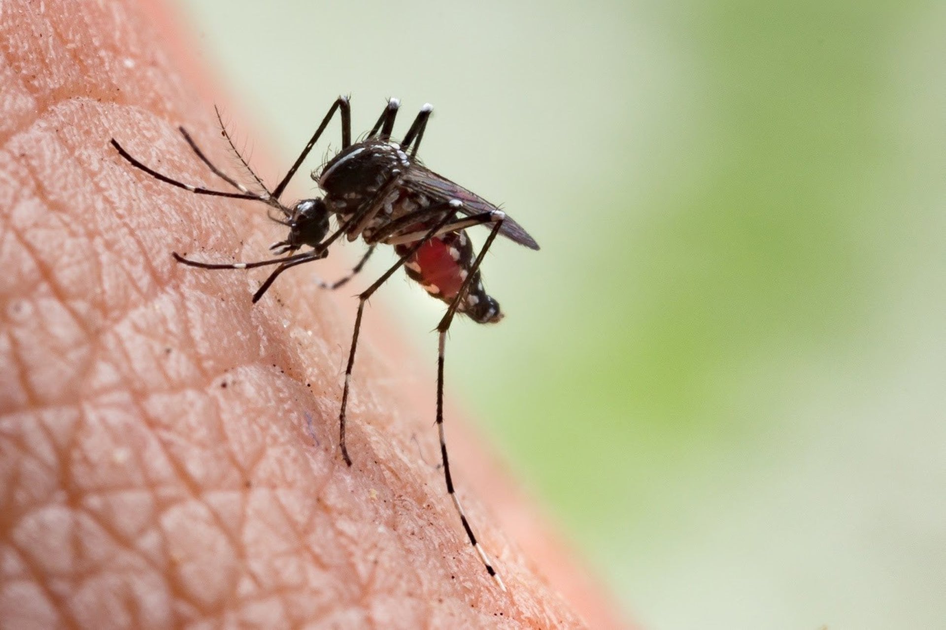 El virus chikungunya es una infección vírica transmitida por los mosquitos Aedes aegypti y Aedes albopictus (Fuente: World Mosquito Program)