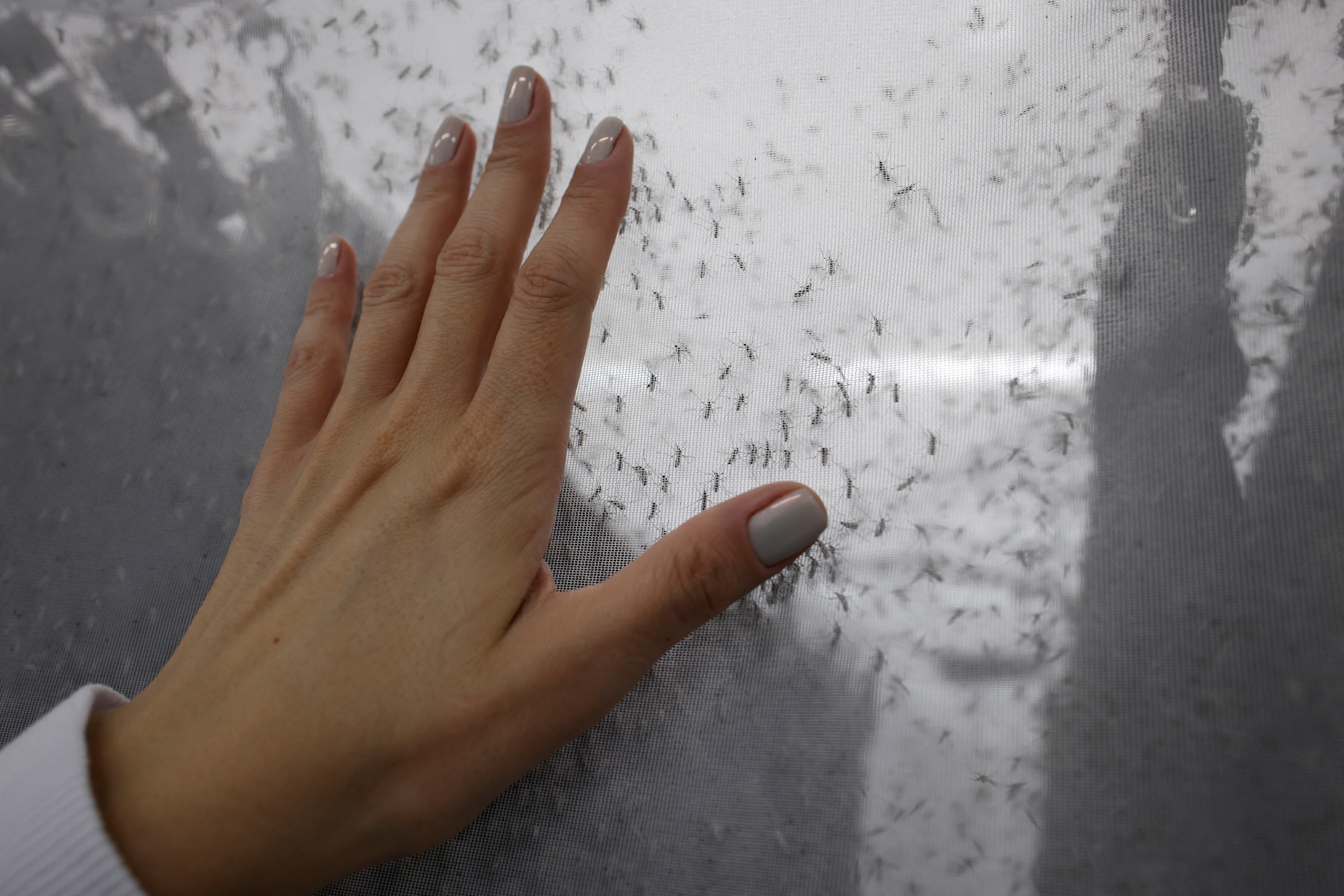 El 53 por ciento de los casos de fiebre chikungunya en Salta corresponde a personas de sexo legal femenino, según el informe epidemiológico ( REUTERS/Rodolfo Buhrer)