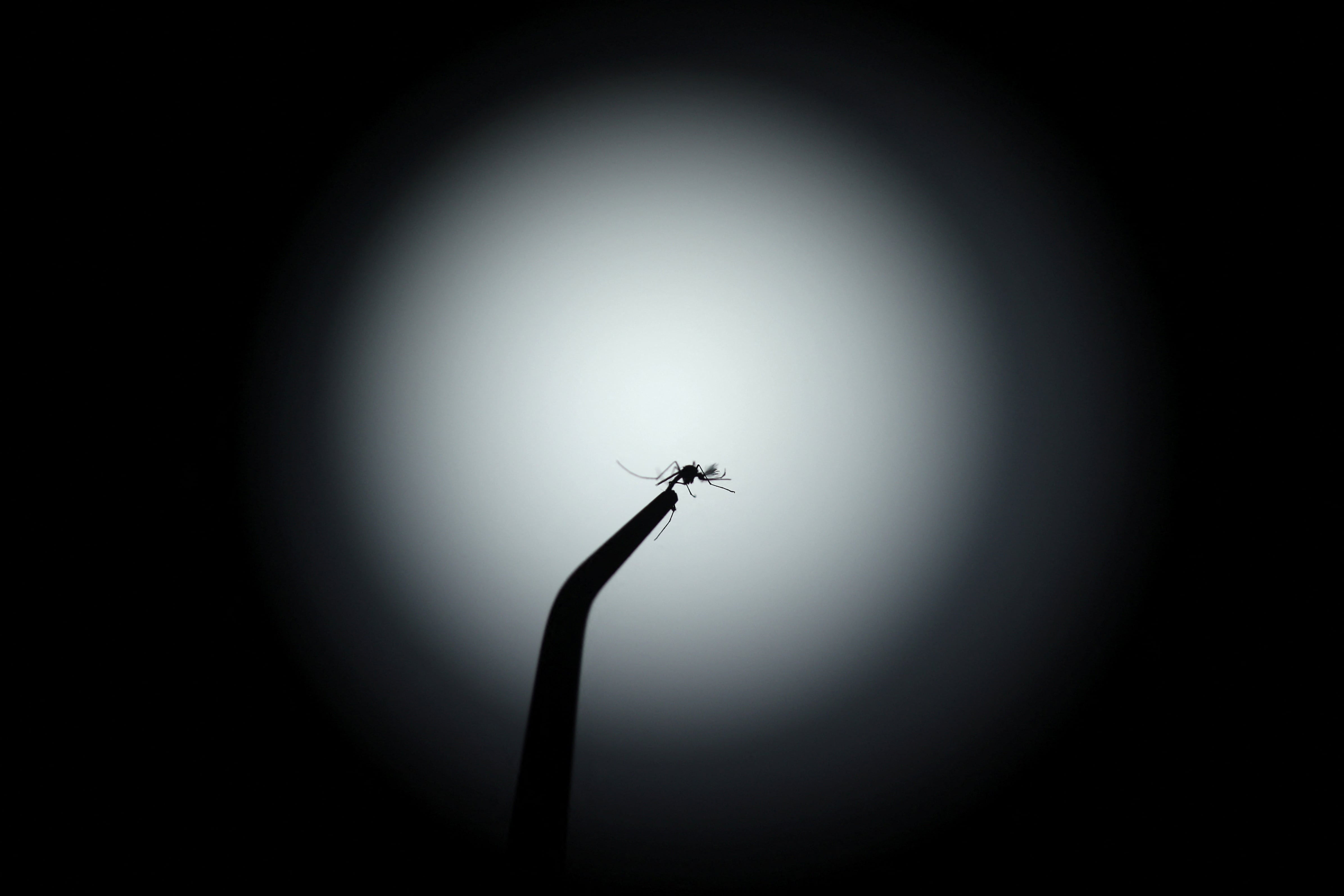 La transmisión local de la fiebre chikungunya en Salta y Lomas de Zamora refuerza la necesidad de reforzar las medidas de prevención
(REUTERS/Pilar Olivares)