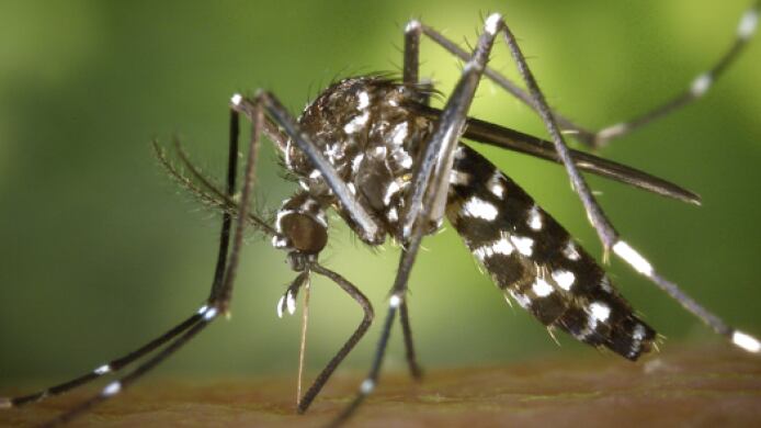 El virus chikungunya es una infección vírica transmitida por los mosquitos Aedes aegypti y Aedes albopictus (Fuente: World Mosquito Program)
