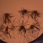 Crecen los casos de fiebre chikungunya en Argentina: en qué regiones se registran brotes activos