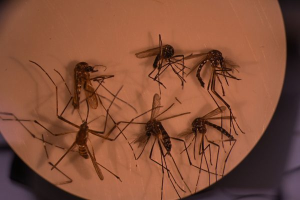 Crecen los casos de fiebre chikungunya en Argentina: en qué regiones se registran brotes activos