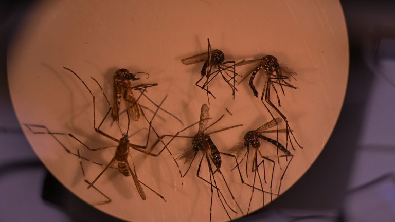Crecen los casos de fiebre chikungunya en Argentina: en qué regiones se registran brotes activos