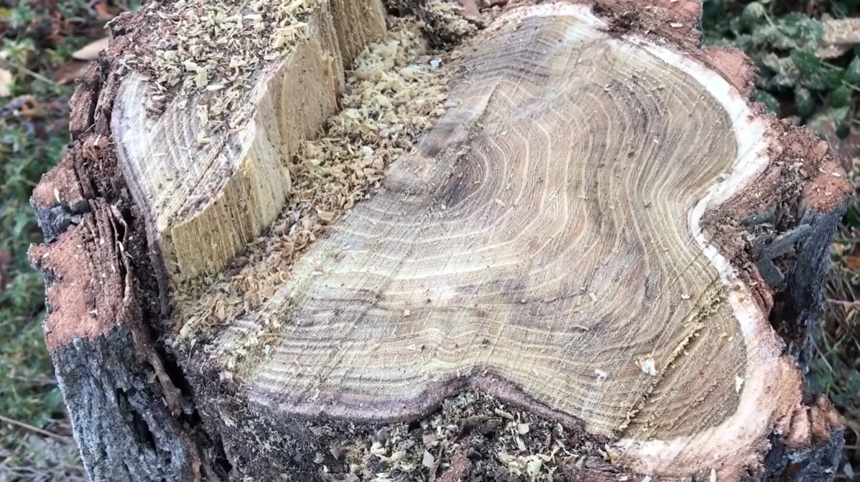 La madera Black Locust destaca por su resistencia natural a la descomposición y es ideal para construcciones exteriores en entornos exigentes (YouTube: Bailey Line Road)