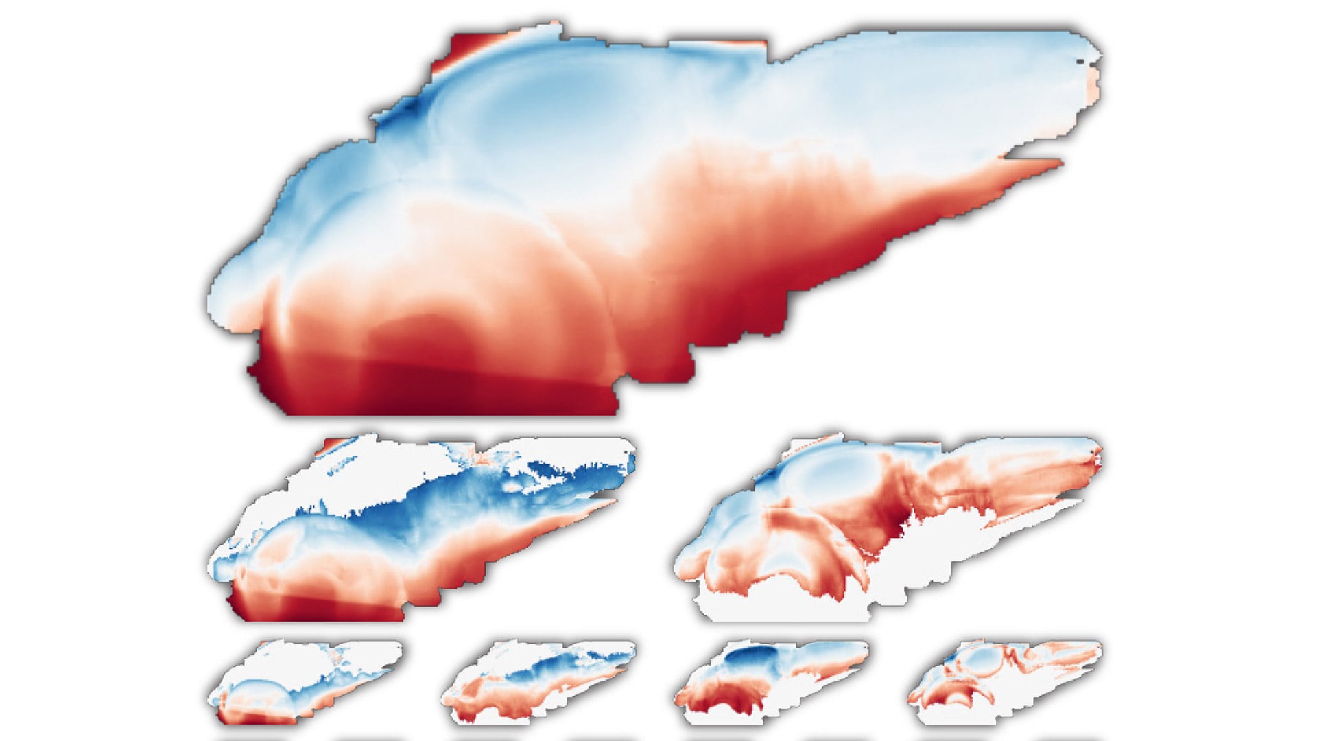 En el cerebro del pez cebra, los científicos observaron que las células se agrupan según su origen familiar y no por órdenes de un “jefe central”/Zador lab/CSHL 