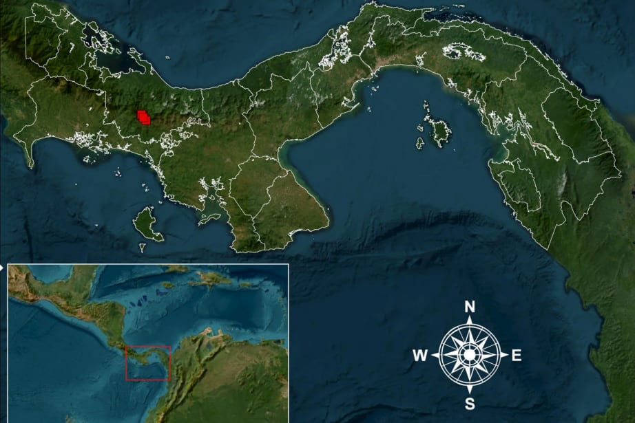 Clusia nanophylla fue hallada en la comarca Ngäbe-Buglé, en el oeste de Panamá, en una zona que actualmente no cuenta con protección ambiental oficial. Tomada del STRI