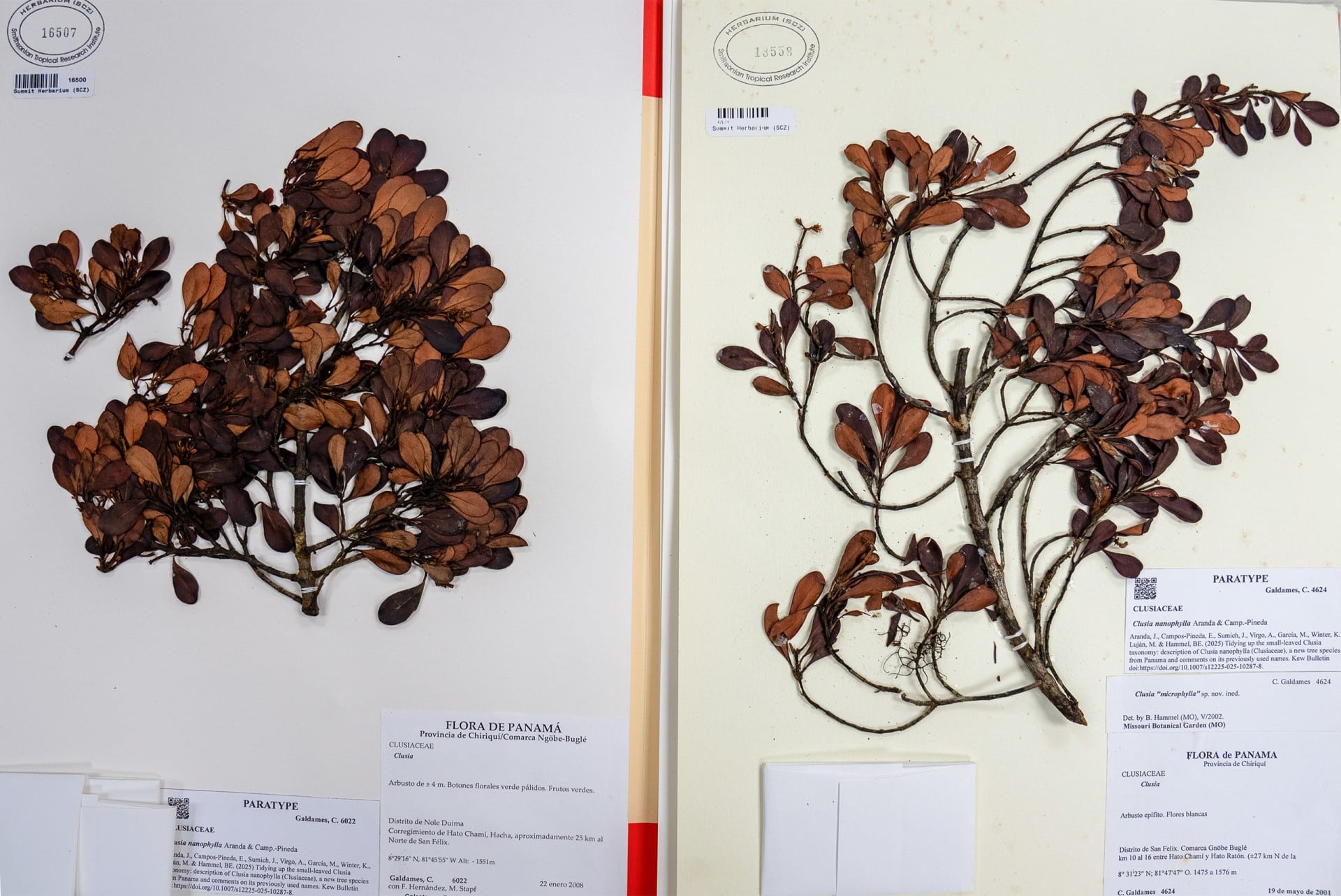 Los científicos identificaron la planta más de dos décadas después de su recolección inicial. Tomada del STRI