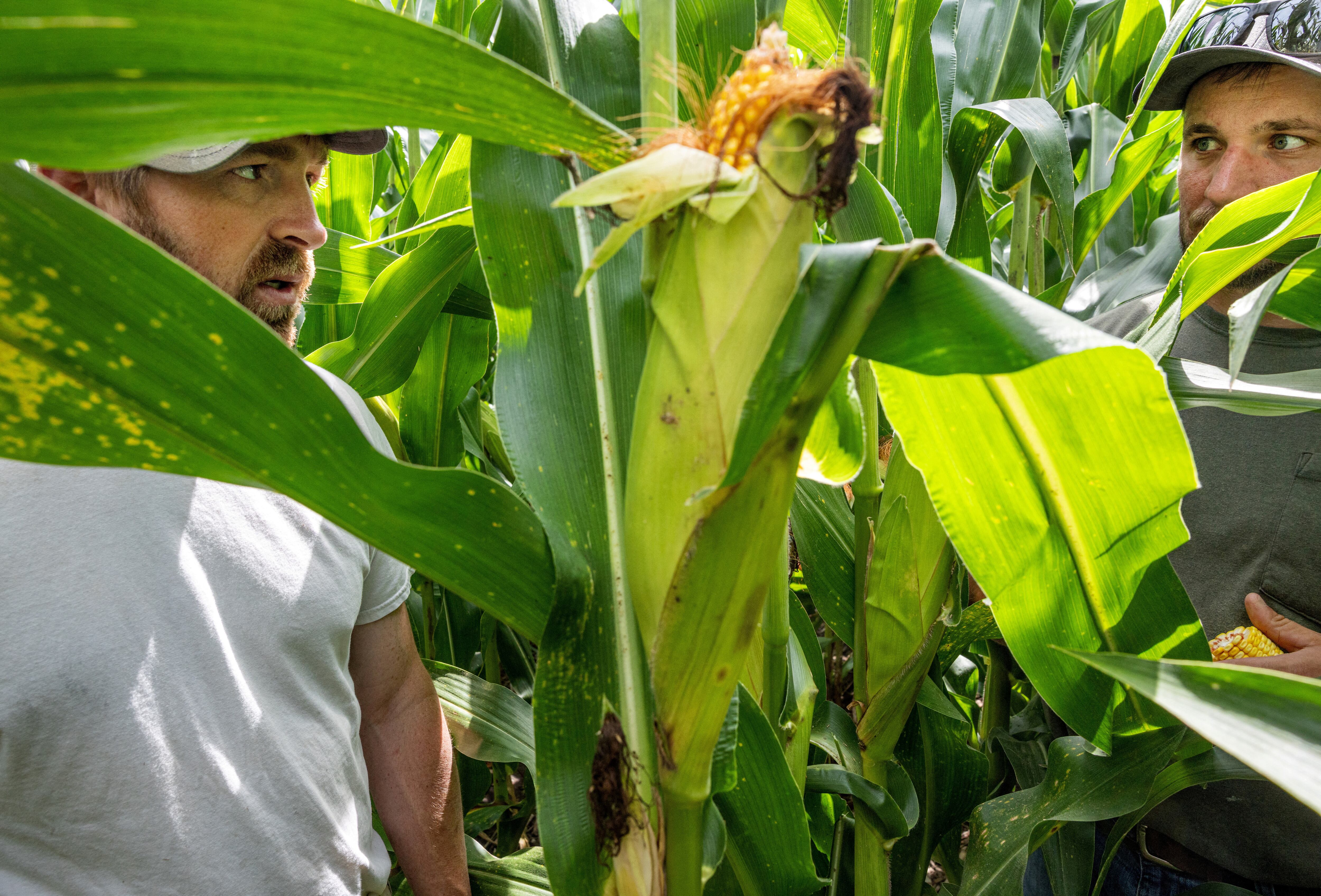 El estudio muestra que la adaptación continua y la resiliencia comunitaria han sido fundamentales para el desarrollo agrícola a lo largo del tiempo (REUTERS/Foto de archivo)