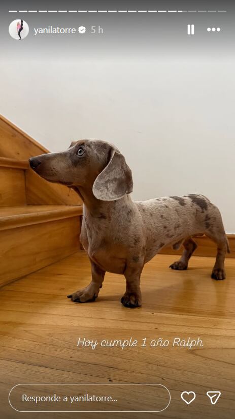 Ralph, el dachshund de la familia Latorre, cautivó en redes sociales posando en una imagen donde luce su característico pelaje moteado y largas orejas