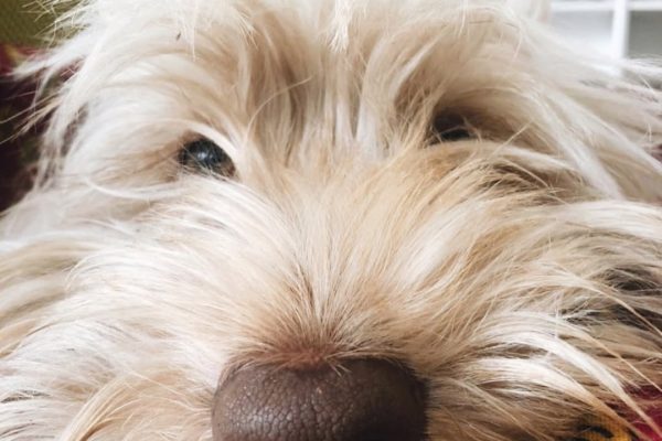 El angustiante momento de Natalia Oreiro luego de perder a su perro