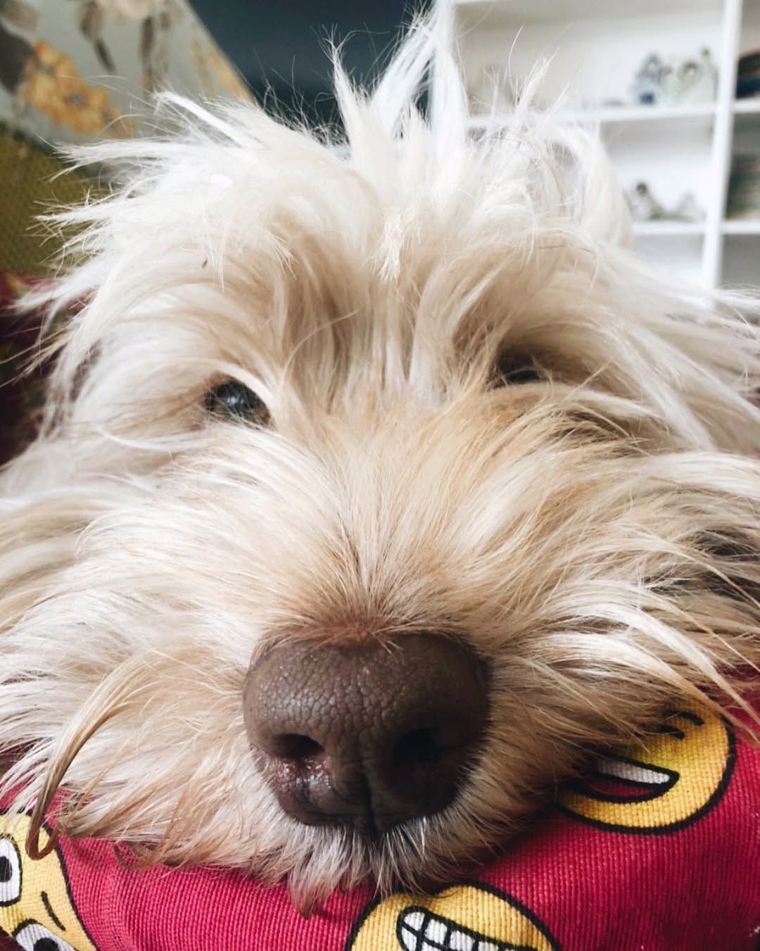 El angustiante momento de Natalia Oreiro luego de perder a su perro