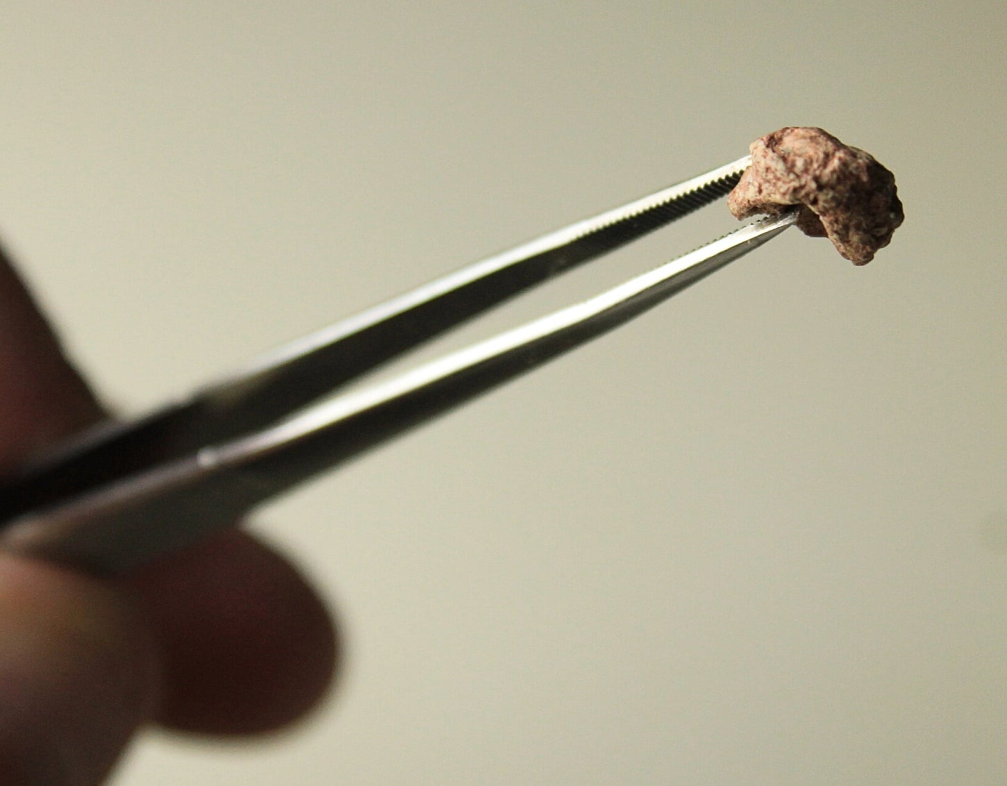 La identificación de este ejemplar, realizada con tecnología avanzada, amplía el conocimiento sobre la variedad de formas de vida en una época dominada por reptiles y antecesores de caimanes en el supercontinente Pangea. (Fotografía de Rodrigo Temp Müller Divulgación - National Geographic)