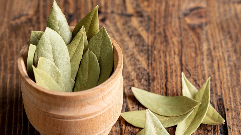 Hojas de laurel y agua tibia: la combinación natural que alivia la fatiga y refresca los pies después de largas jornadas