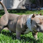 Imputaron a un hombre por crueldad animal en Río Negro: mató la perra de su vecina de un golpe en la cabeza